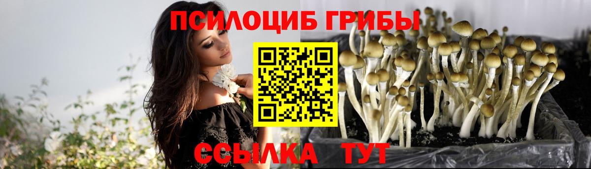 Галлюциногенные грибы Psilocybine cubensis Урай